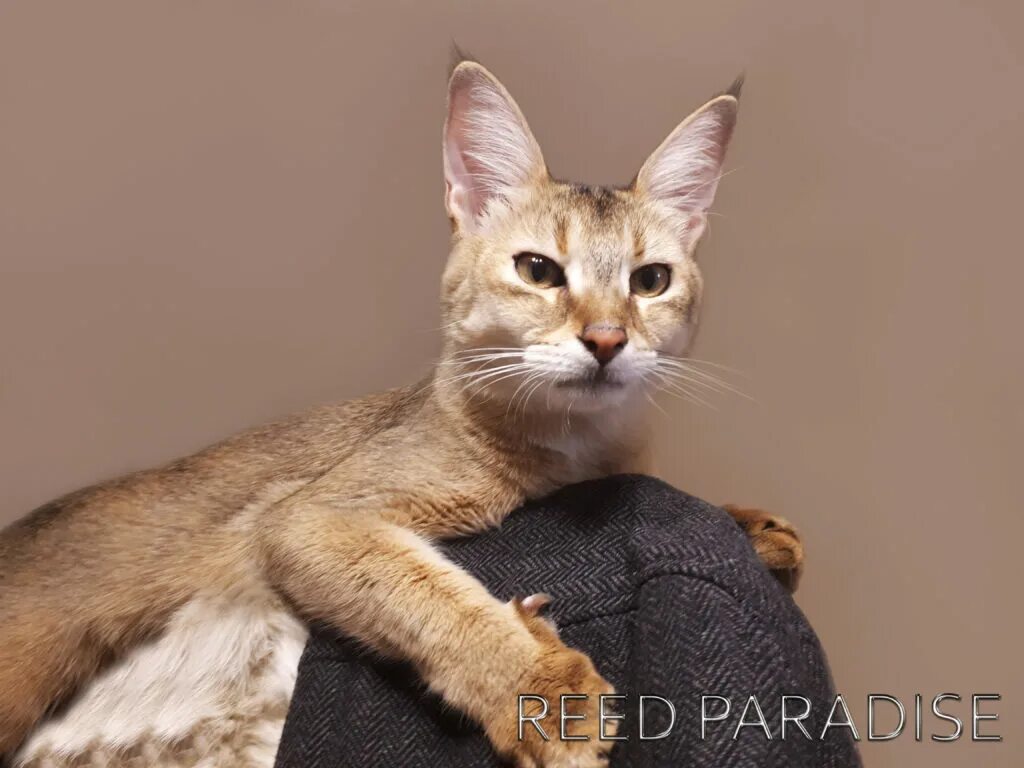 Котенок чаузи фото Чаузи фотогалерея - Ассоциация
