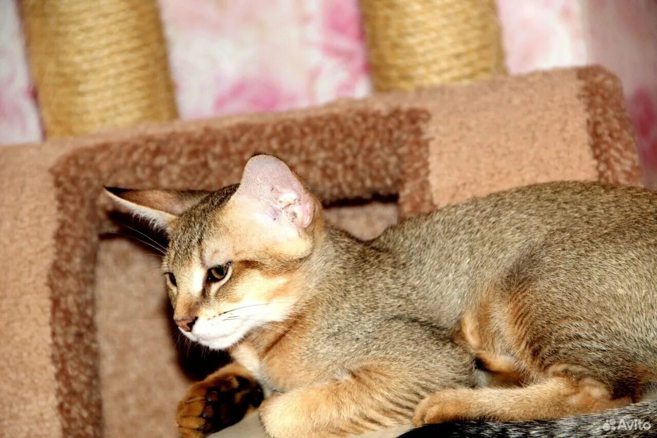 Котенок чаузи фото Шикарная девочка чаузи Ф1 купить на Зозу.ру