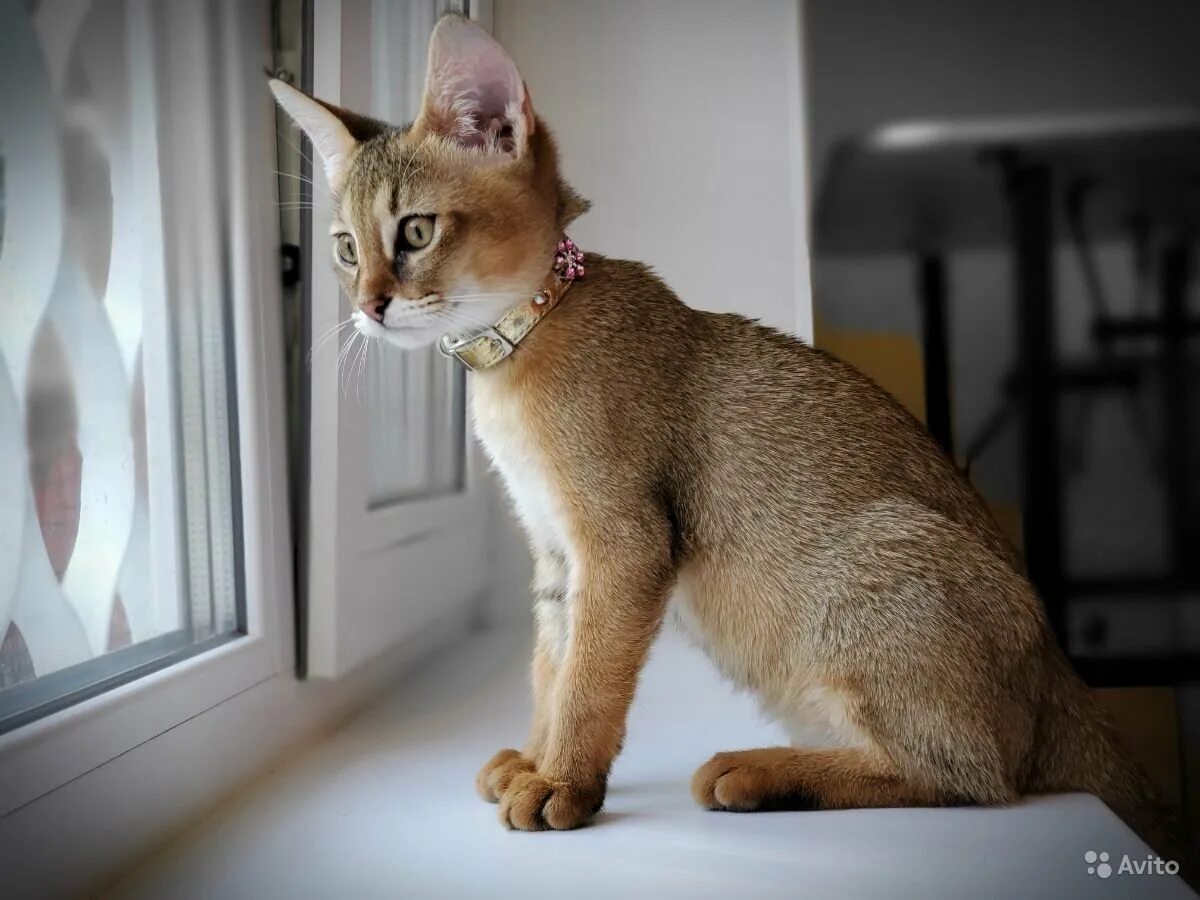Котенок чаузи фото 20 шикарных кошек, которые стоят целое состояние КоТ. Только лучшее о хвостатых!