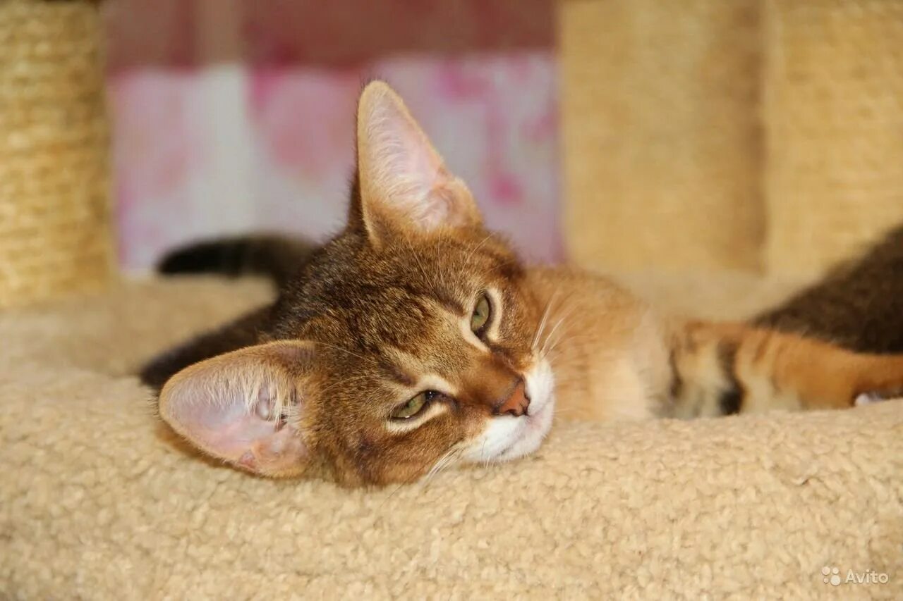 Котенок чаузи фото Чаузи гризли кошка - картинки и фото koshka.top