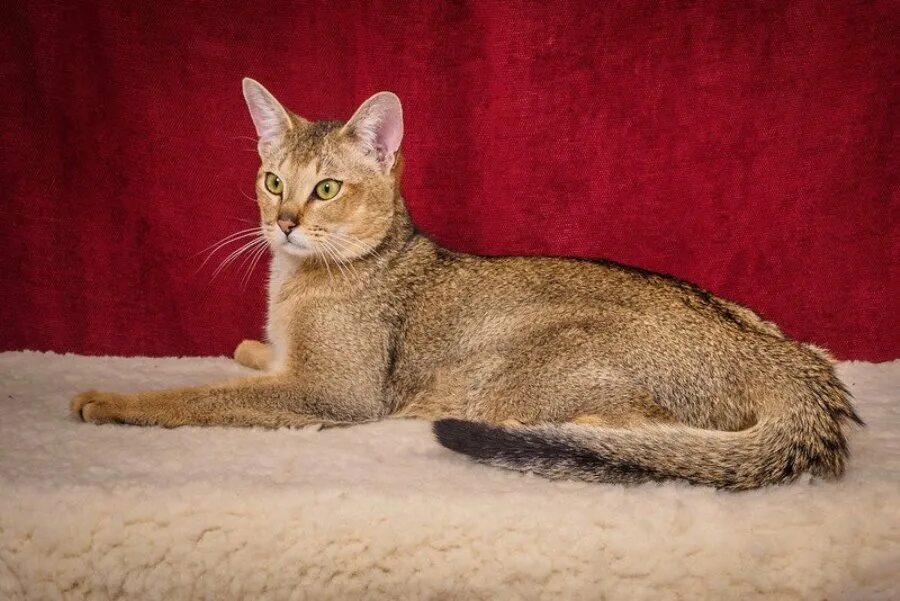 Котенок чаузи фото 10 самых злых пород кошек в мире, которых не стоит держать у себя дома Cats_Chan