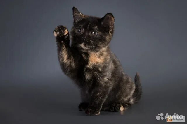 Котенок черепахового окраса фото Котята в добрые руки купить в Уфе Животные и зоотовары Авито