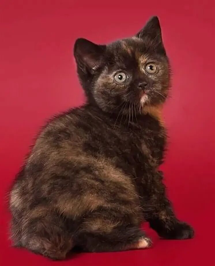 Котенок черепахового окраса фото 3 И - Животные в Шу - OLX.kz