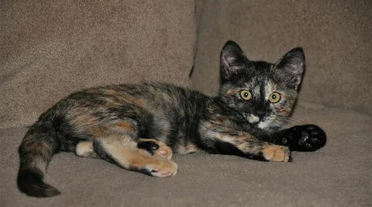 Котенок черепахового окраса фото Tortoiseshell Cat Names - 100+ Perfect Ideas! - Find Cat Names Tortoiseshell cat