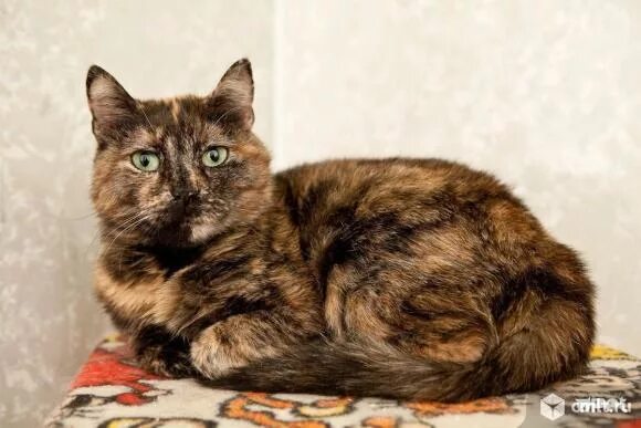 Котенок черепахового окраса фото Черепаховая кошечка в добрые руки - Воронеж - Доска объявлений Камелот