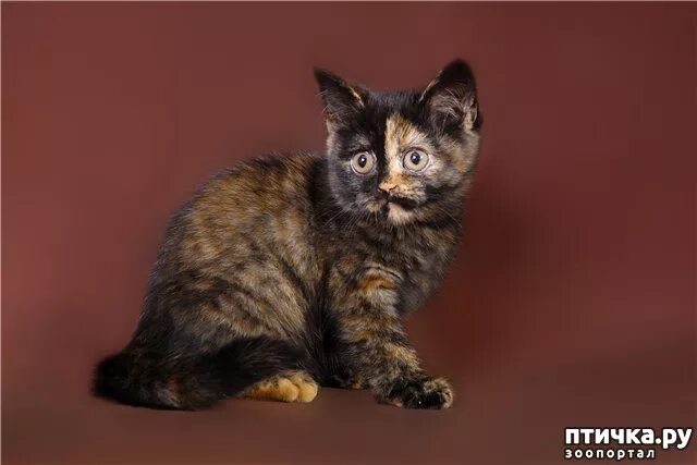 Котенок черепахового окраса фото Кошки - черепашки - обсуждение в группе "Кошки" Птичка.ру