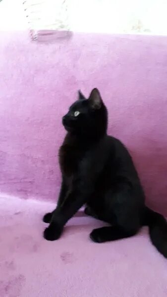 Котенок черныш фото Котенок Черныш ищет дом! Москва и МО - Друзья наши меньшие, пользователь Животны