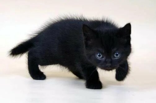 Котенок черныш фото Неактивно