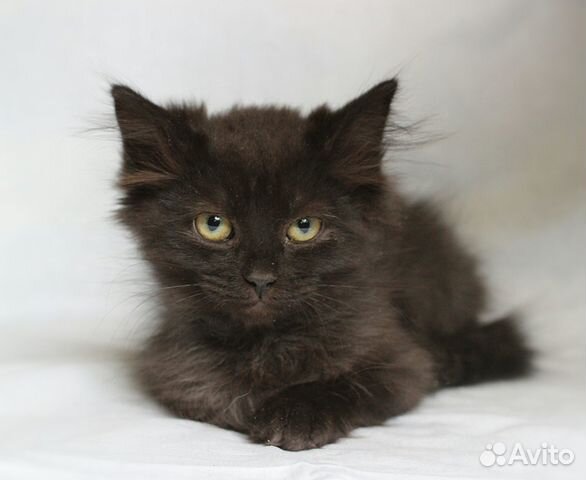 Котенок черныш фото Черныши котята (девочки) купить в Москве Животные и зоотовары Авито