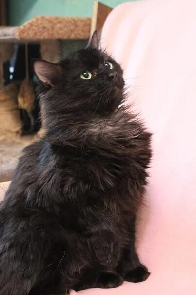 Котенок черныш фото Кота-черныша безжалостно подкинули в переход,.. Планета Кошек - сообщество волон