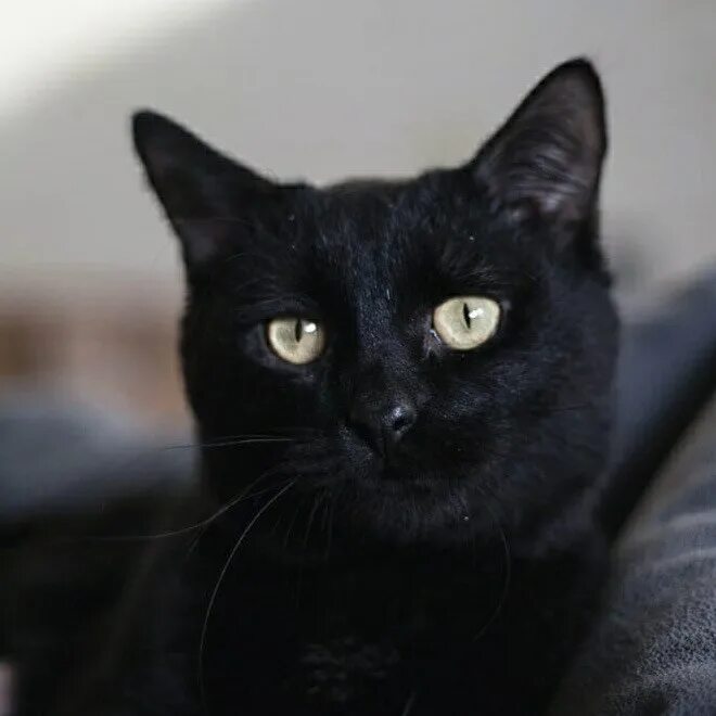 Котенок черныш фото Черныш кот 53 фото - ZooClever.ru