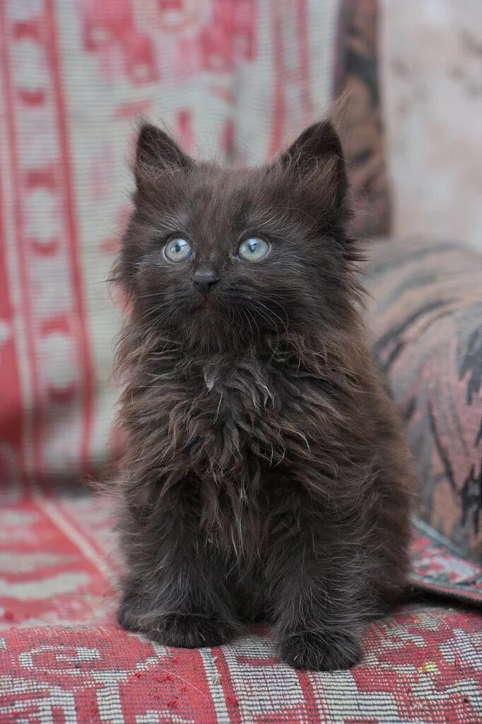 Котенок черныш фото Котята черныши-близнецы в поисках дома - forum.zoohelp33.ru