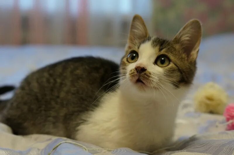 Котенок четыре месяца фото Москва и МО! Четыре котенка ищут дом) - Отдам даром - Москва