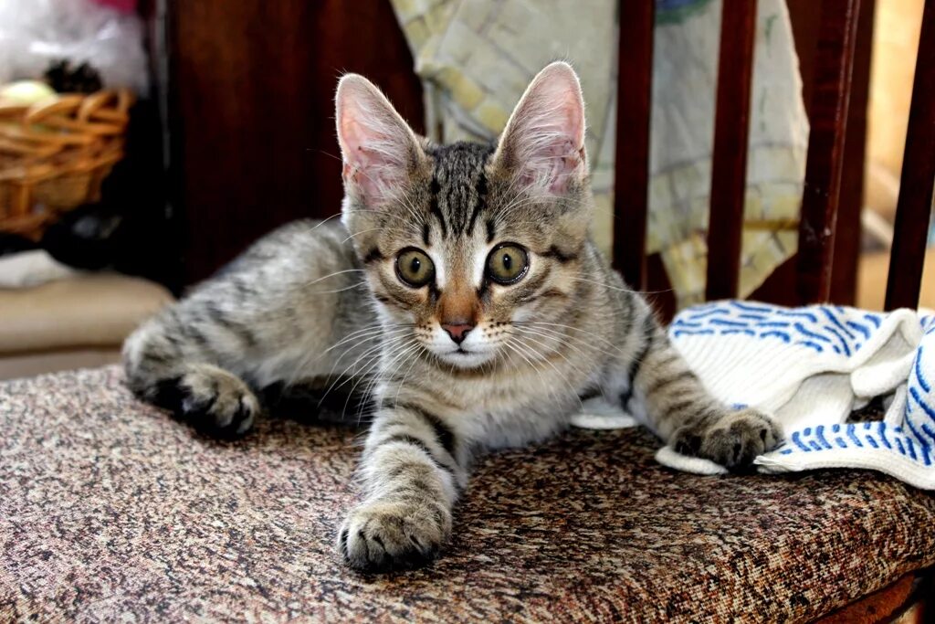 Котенок четыре месяца фото Котенку 4 месяца - БАРСИК из Подмосковья