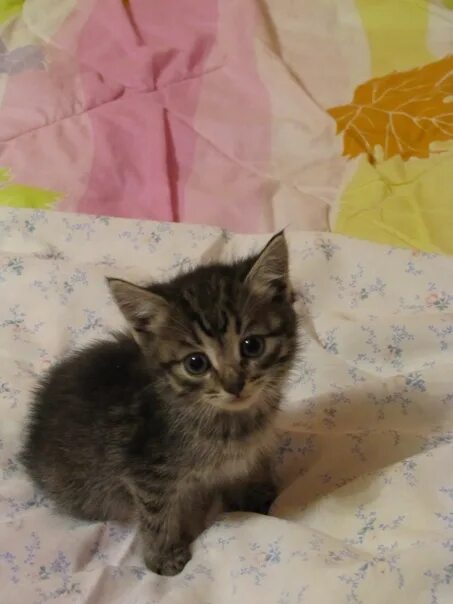 Котенок четыре месяца фото Нашел сегодня на улице четырех котят. Какая-то сволочь засунула их в картонную к