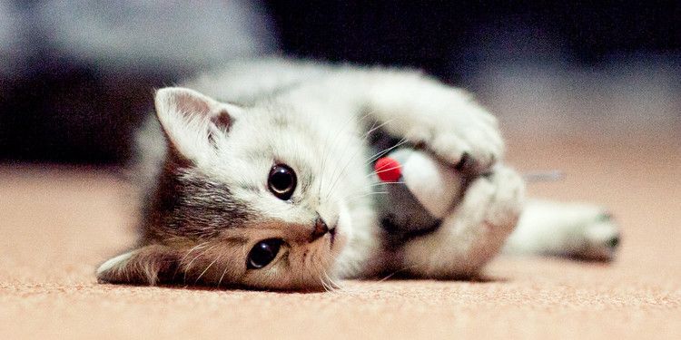 Котенок дня фото These 46 gifts for cat lovers will leave everyone feline good Cat hug, Kitten ca