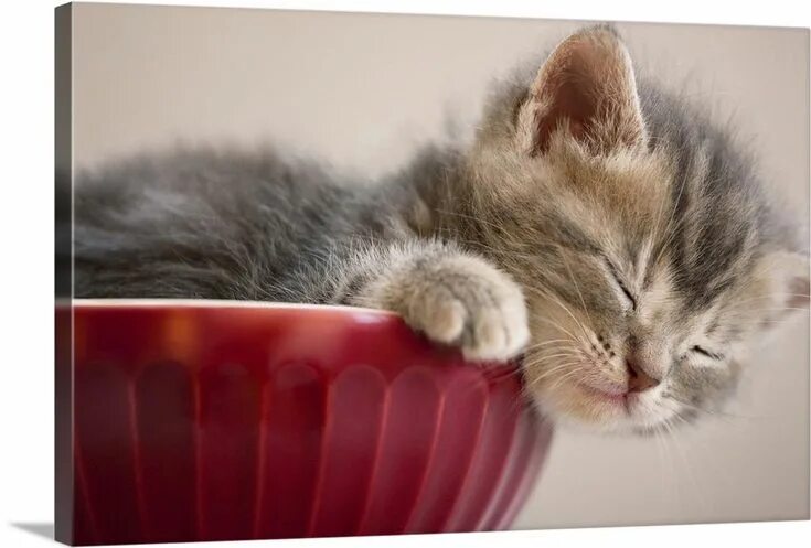Котенок дня фото Kitten Sleeping in Bowl Sleeping kitten, Sleepy kitten, Cats