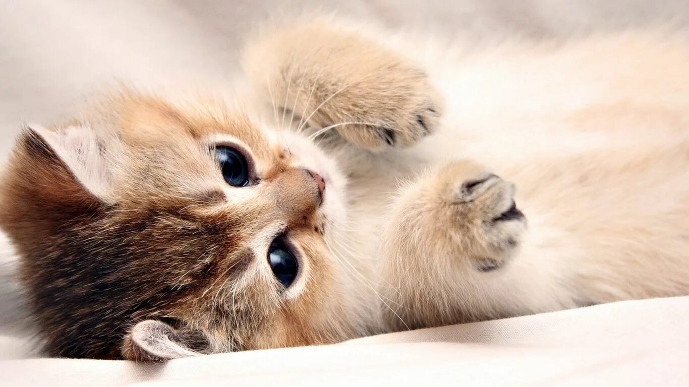Котенок дня фото Fluffy Kitten Wallpaper High Quality Kittens cutest, Cute cat wallpaper, Kitten 