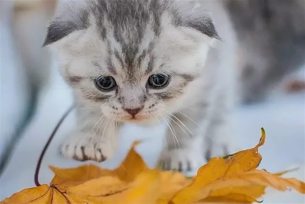 Котенок дня фото Обои на рабочий стол Милый котенок на белом фоне, by Olga Bi, обои для рабочего 