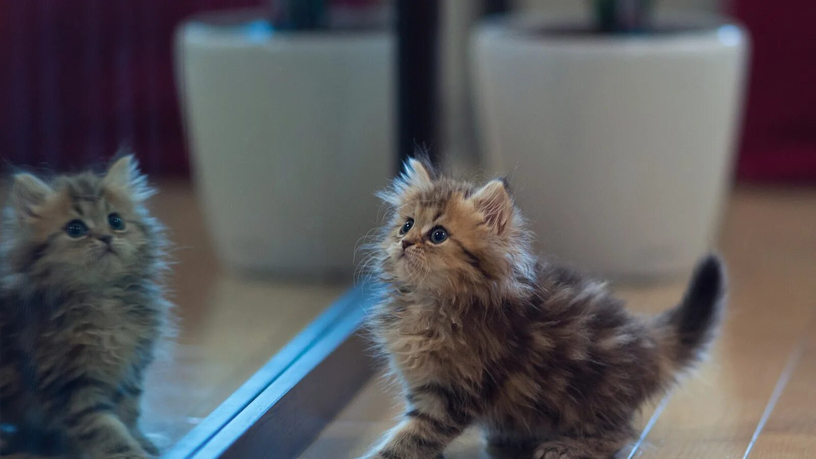 Котенок дня фото Скачать обои отражение, котенок, зеркало, Daisy, Ben Torode, Benjamin Torode, ра