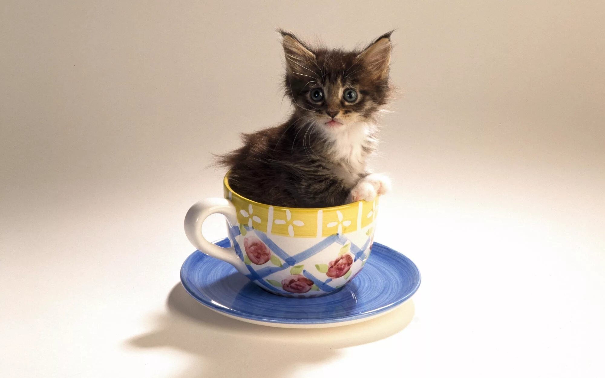 Котенок дня фото Скачать обои чашка, котёнок, блюдце, раздел кошки в разрешении 2000x1250