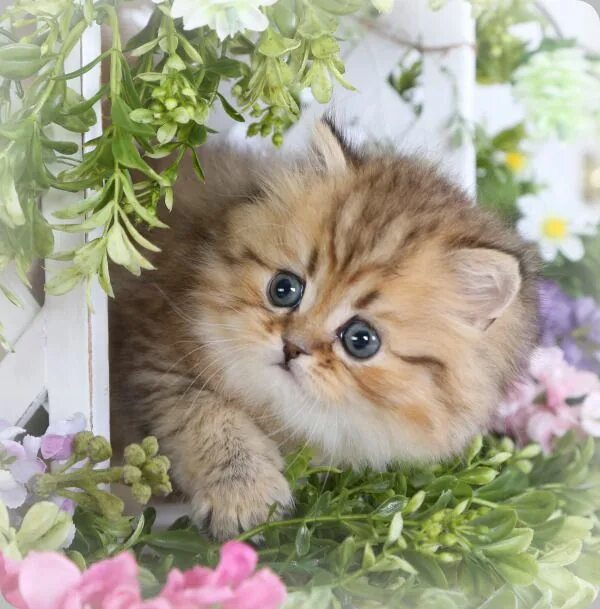 Котенок дня фото The Fatal Gift of Beauty Cute cats and dogs, Cute cats, Kittens cutest