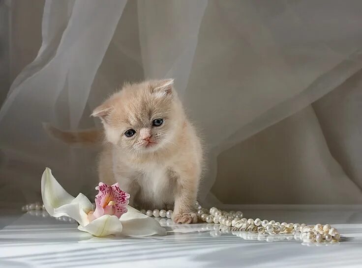 Котенок дня фото Милые мурлыки...Мордочка, хвост и четыре лапки! Наталия Кузнецова. Обсуждение на