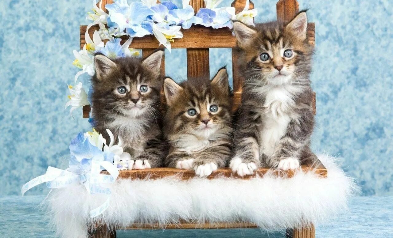 Котенок дня фото Моя любимая кошка" фотовыставка 2023, Похвистневский район - дата и место провед