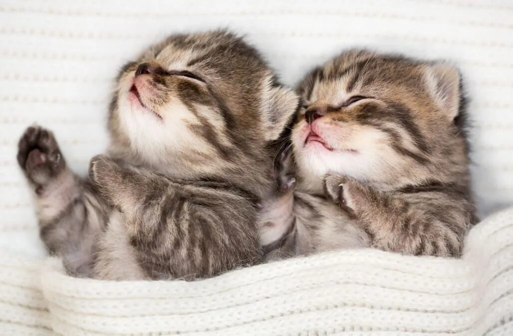Котенок дня фото Miami-Dade Animal Services seeks kitten cuddlers