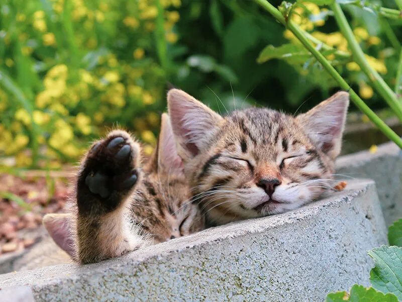 Котенок дня фото Десять способов отпраздновать Международный день кошек Издательство АСТ
