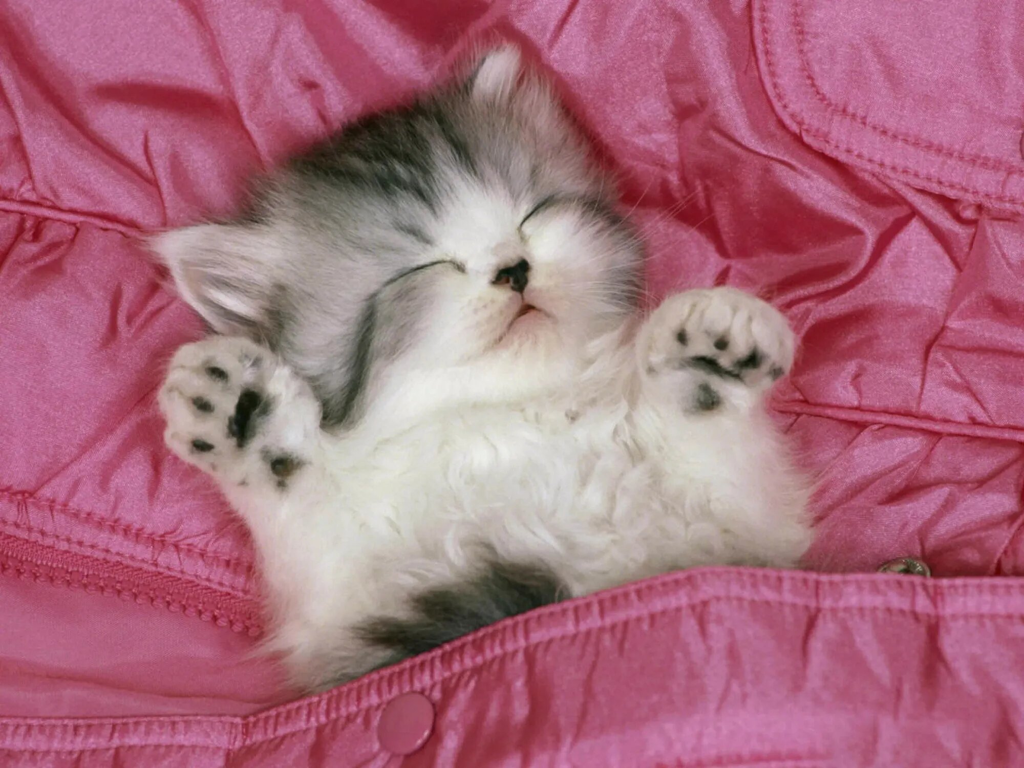 Котенок дня фото Милые коты.4 часть!" - Яндекс Кью