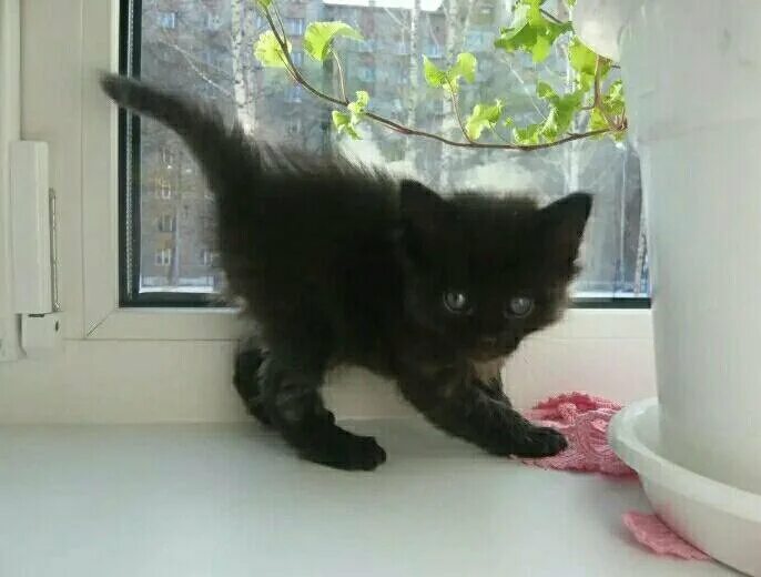 Котенок два месяца фото Неактивно