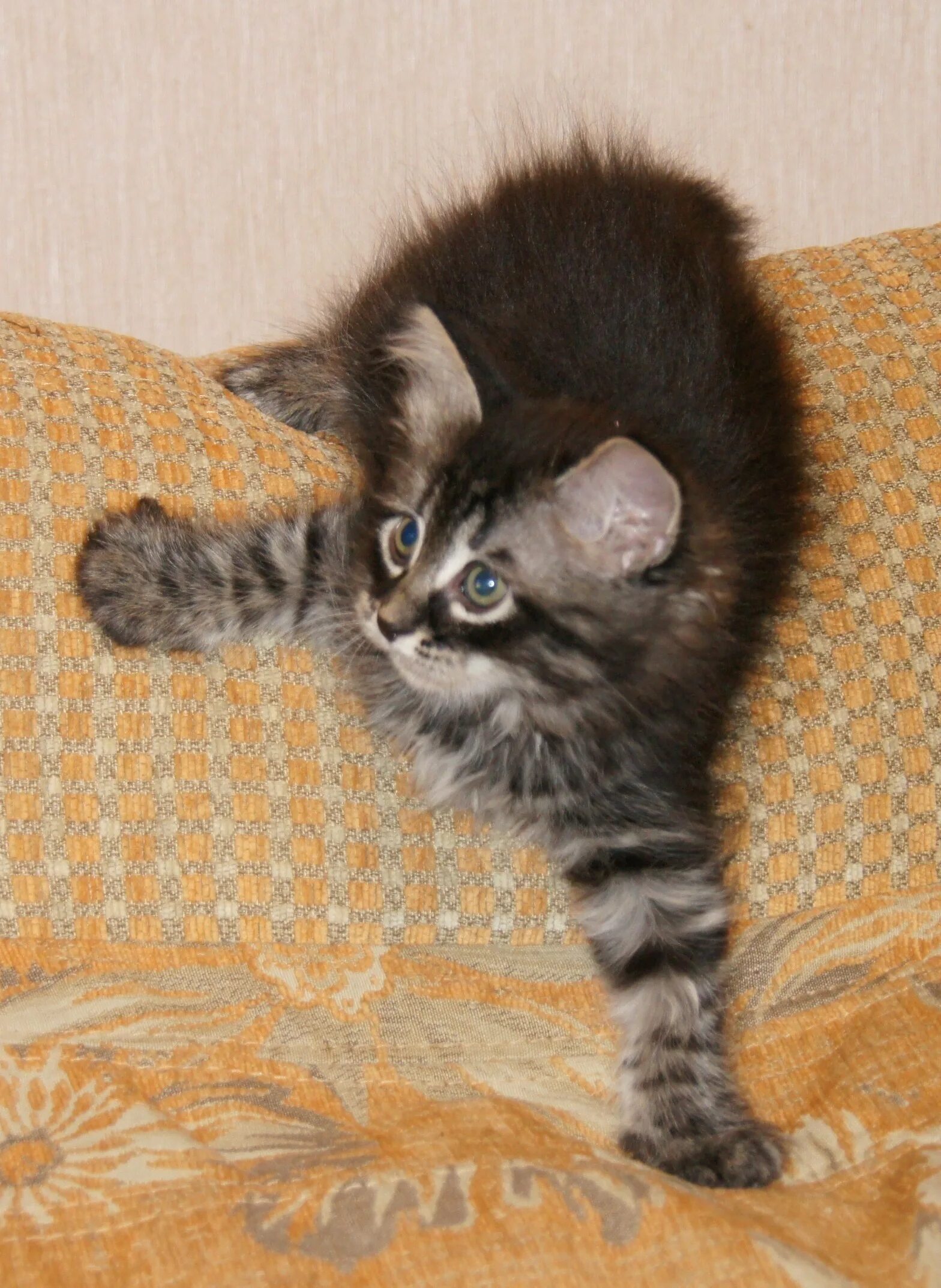 Котенок два месяца фото Одномесячный котенок - картинки и фото koshka.top