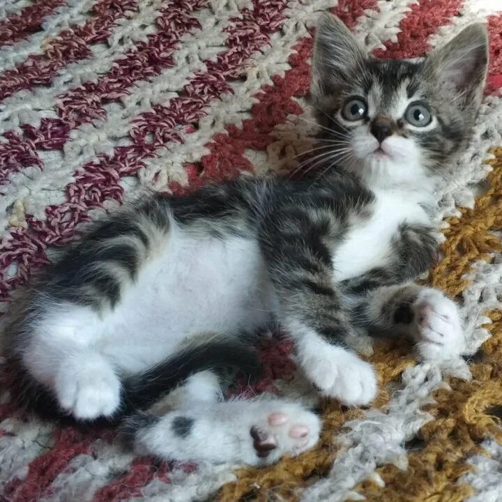 Котенок два месяца фото Котенок 2 месяца, мальчик - купить в Санкт-Петербурге, бесплатно, продано 20 авг