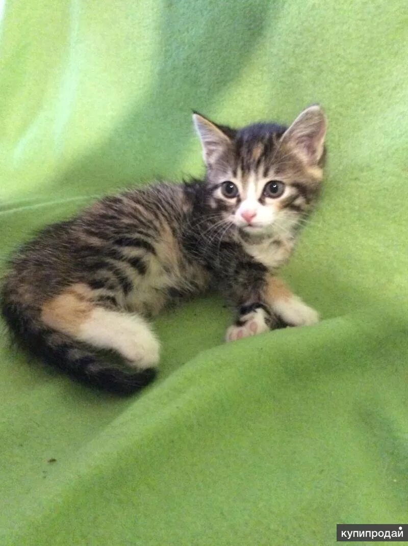 Котенок два месяца фото Котенок кошечка 2 месяца ищет хозяина в Санкт-Петербурге