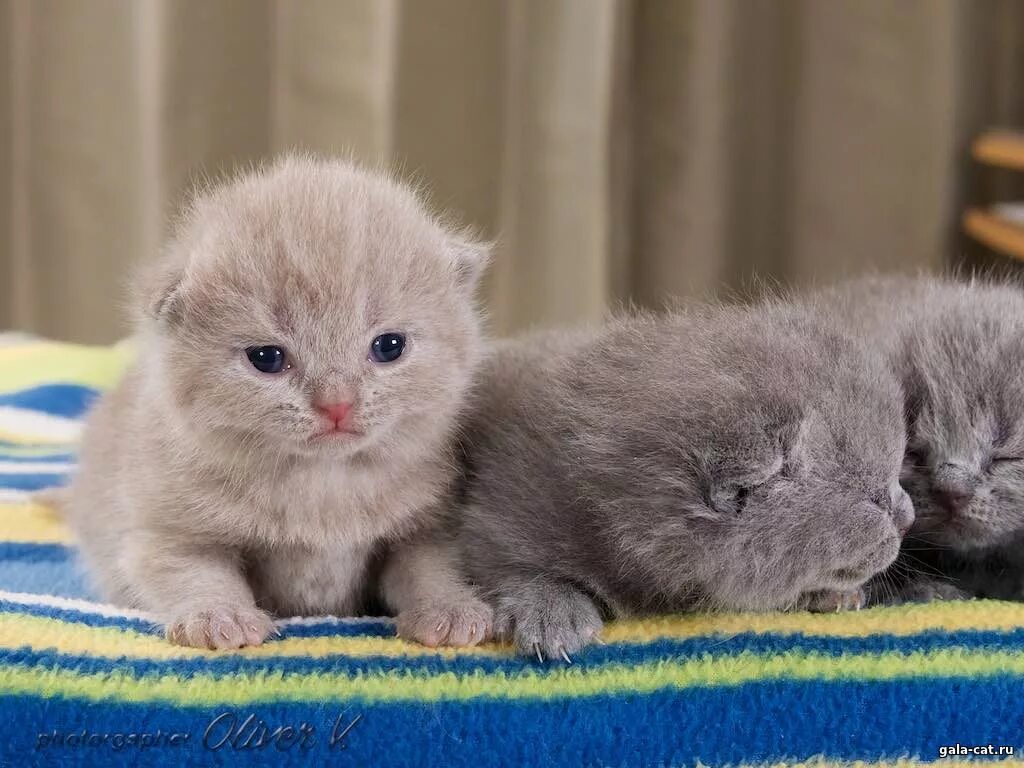 Котенок две недели фото Британским котятам две недели - Питомник GALA-CAT