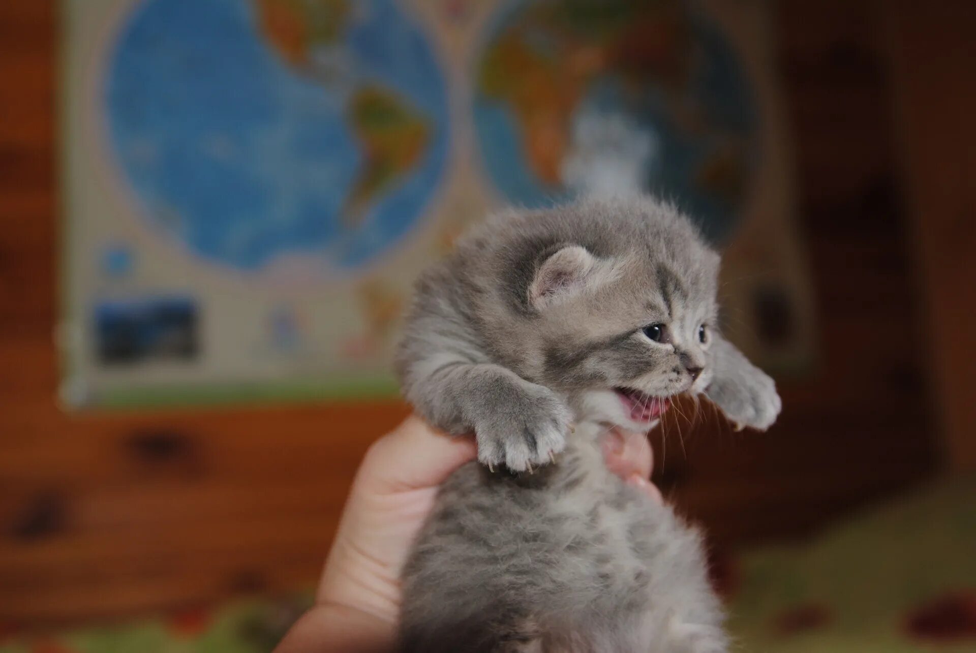 Котенок две недели фото LediO : Длинношерстные бриташки и компания! У нас есть котята разных окрасов! : 