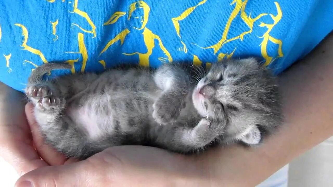 Котенок две недели фото Our 3 weeks old kitten sleeping and purring at the same time. - YouTube
