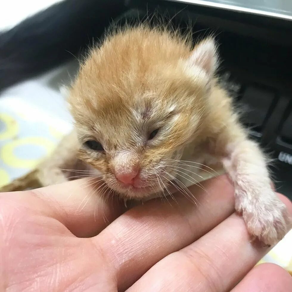Котенок две недели фото Трехнедельные котята из разных пометов приняли рыжего котенка и помогли волонтер