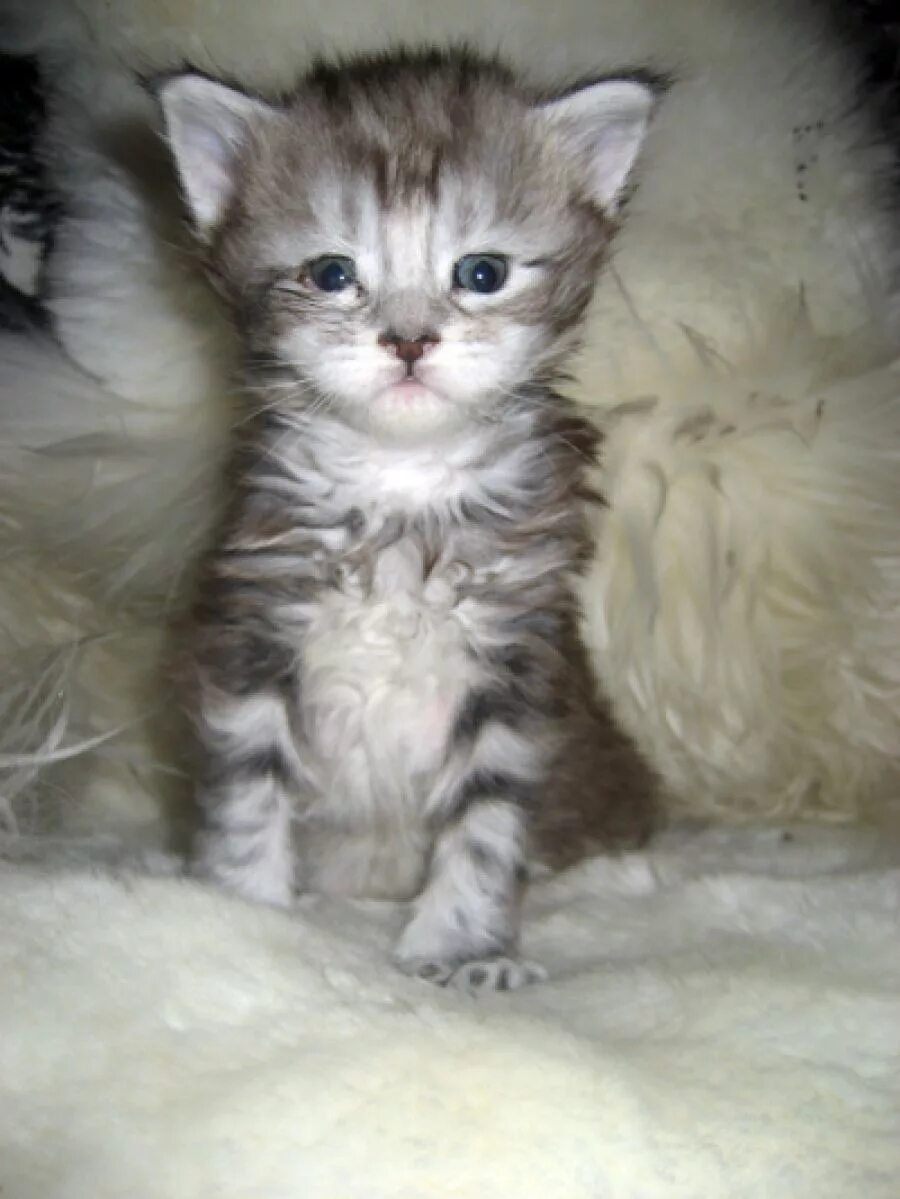 Котенок две недели фото Фотографии кошек мейн-кун, фотографии котят мейн кунов - Coon Way Elizabet