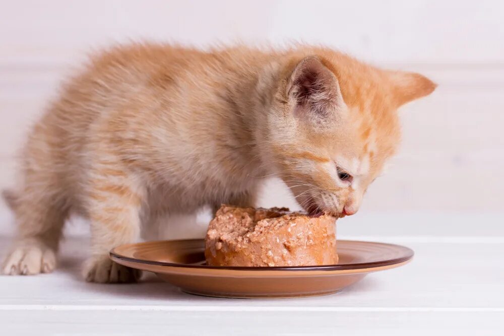 Котенок ест фото Cat Cake Recipes: 5 Vet-Approved Homemade Treats - Catster