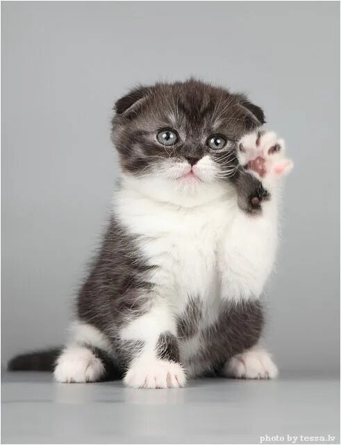 Котенок фолд фото Tess Красивые кошки, Самые милые животные, Очаровательные котята