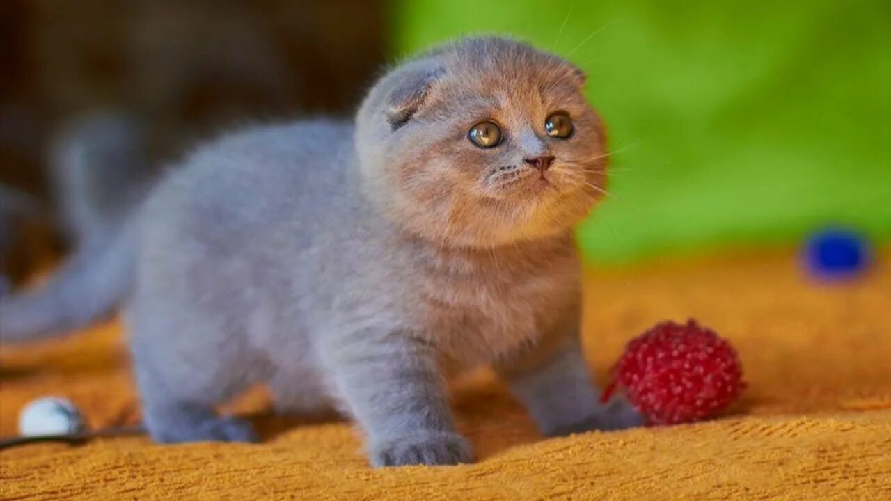 Котенок фолд фото 5 поразительных фактов о ШОТЛАНДСКИХ ВИСЛОУХИХ кошках - YouTube