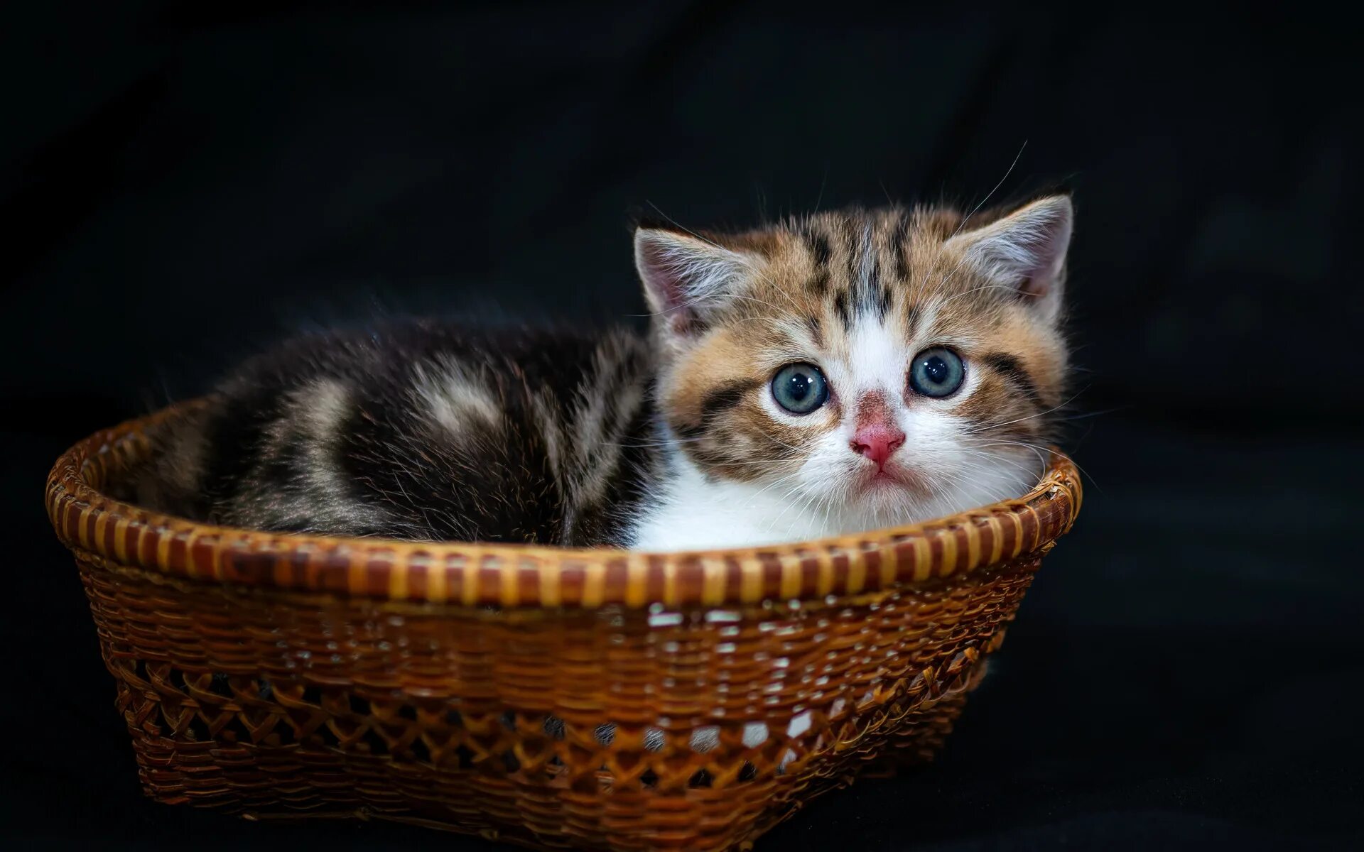 Котенок фото качестве Скачать обои взгляд, малыш, мордочка, котёнок, корзинка, тёмный фон, раздел кошк