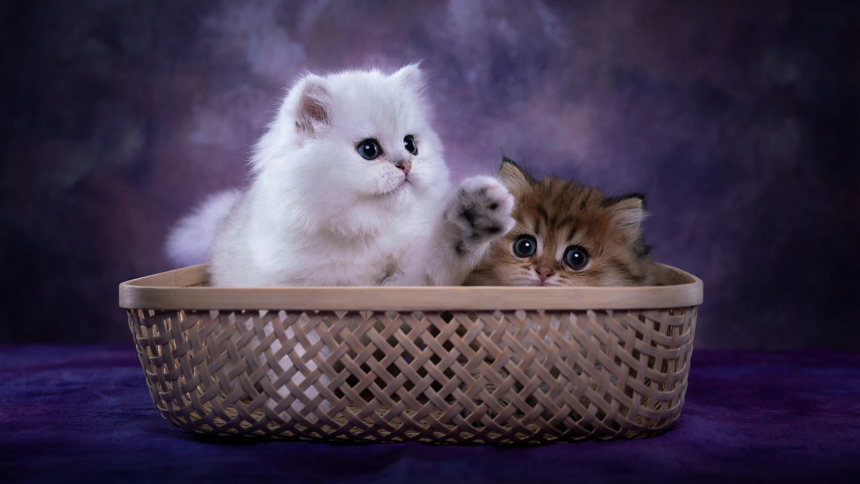 Котенок фото качестве Скачать обои кошки, пара, котята, корзинка, фотоарт, раздел кошки в разрешении 3