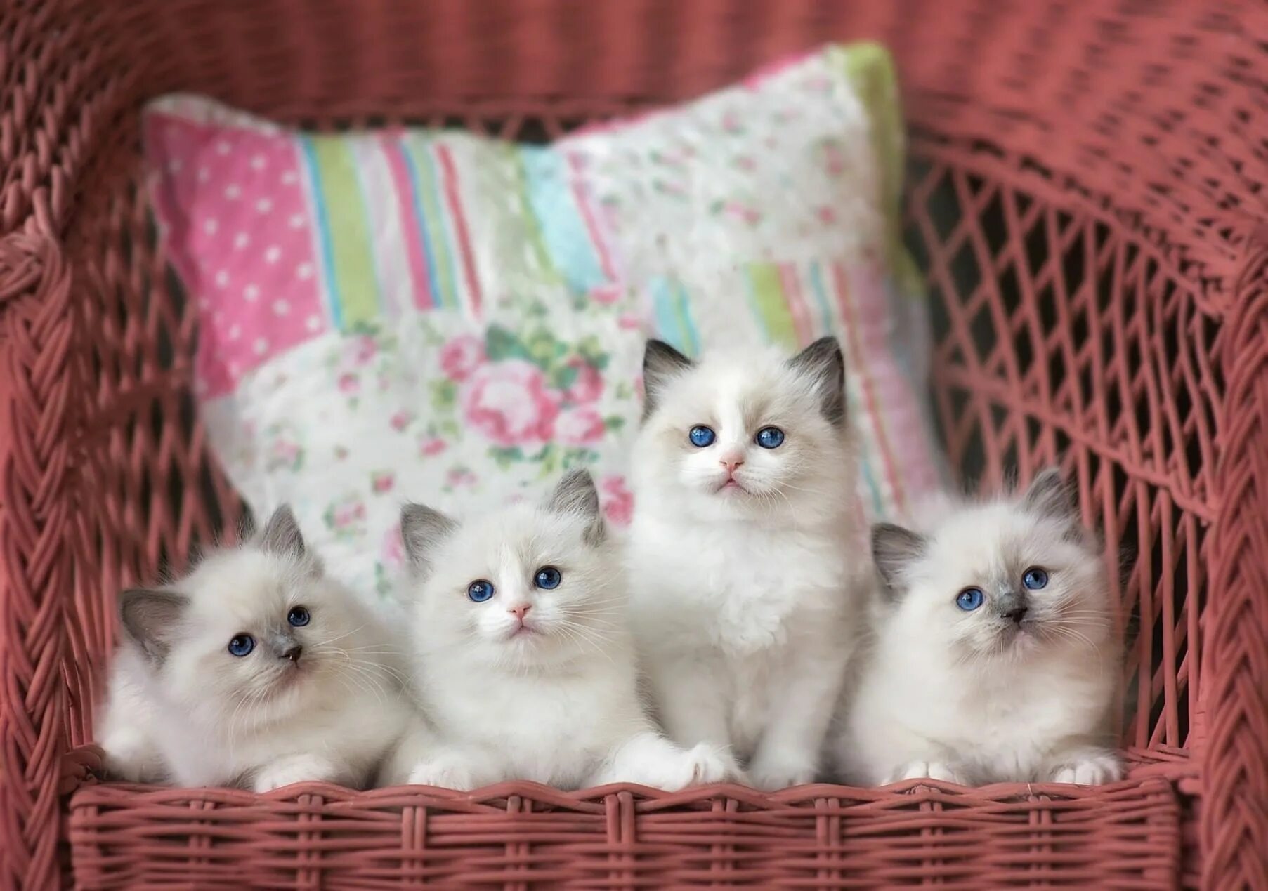 Котенок фото качестве Онлайн информина "Про котят и кошек, обитателей окошек" 2021, Бобровский район -