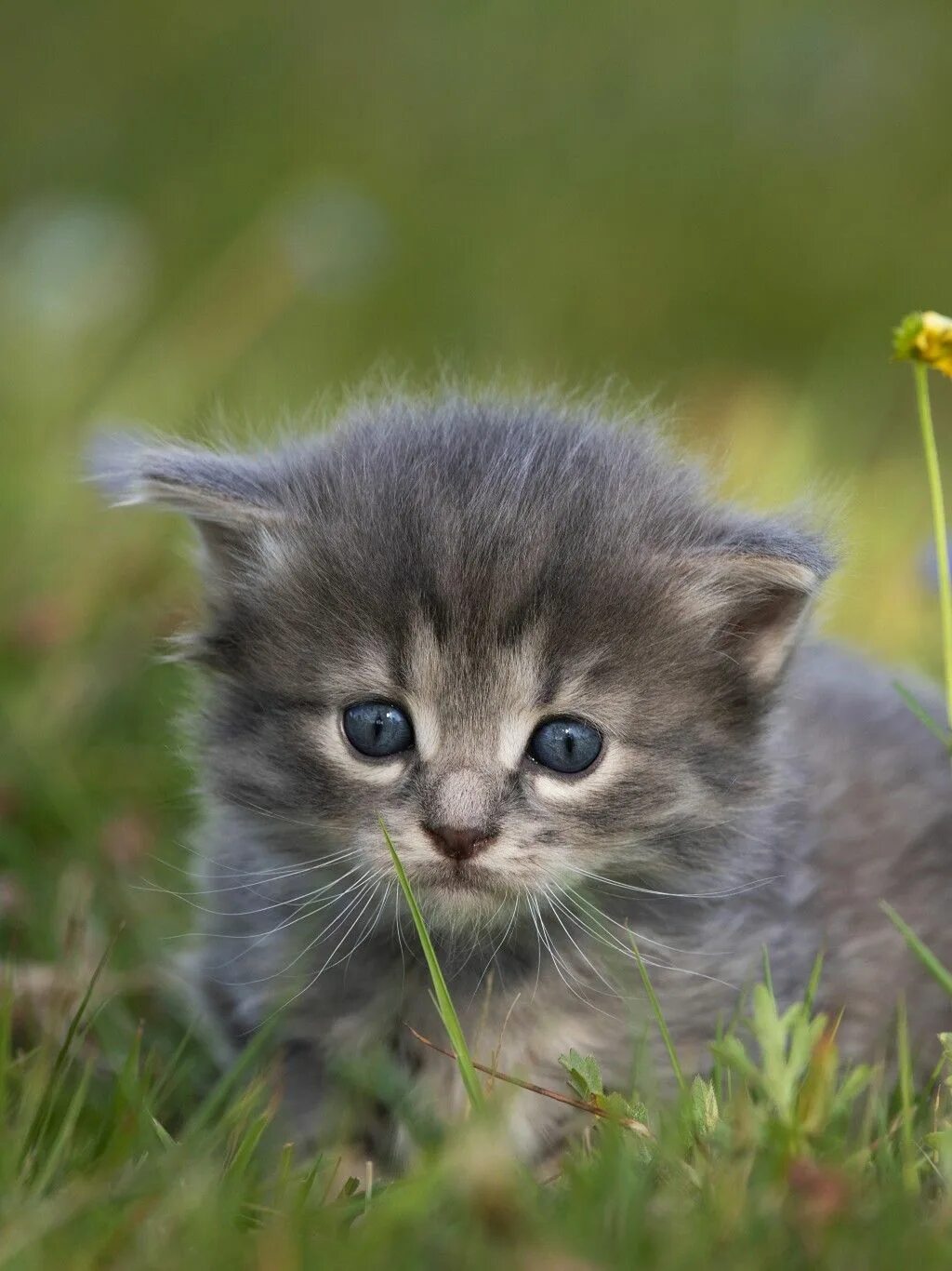 Котенок фото качестве Котенок in 2024 Cute cats, Kittens cutest, Beautiful kittens