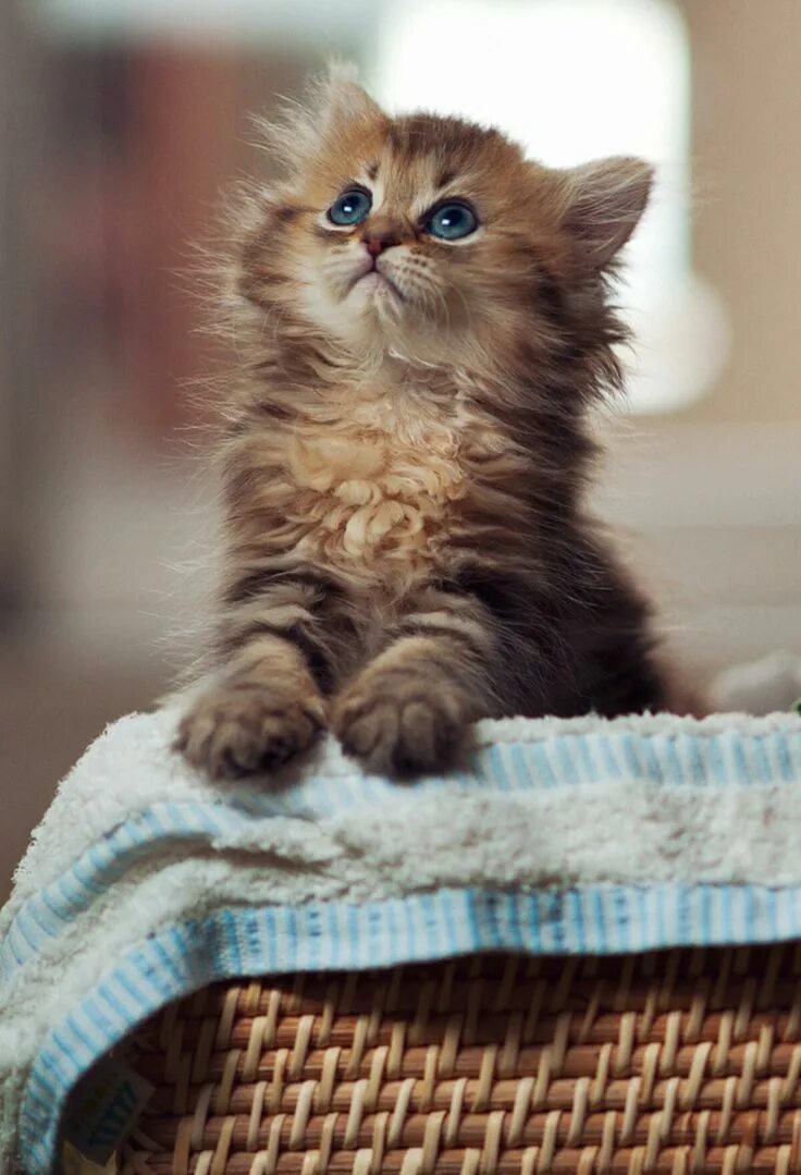 Котенок фото картинки фото мілих кошеннят - Яндекс: знайшлося 10 млн результатів Cute cats, Beautiful 