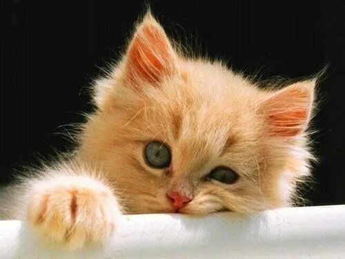 Котенок фото скучаю Pin en All Things Bright & Beautiful
