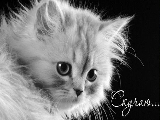 Котенок фото скучаю Fotografie animată Roba da gatto, Gatti e gattini, Adorabili gattini